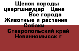 Щенок породы  цвергшнауцер › Цена ­ 30 000 - Все города Животные и растения » Собаки   . Ставропольский край,Невинномысск г.